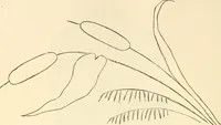 An illustration from Needle and brush: (1889)