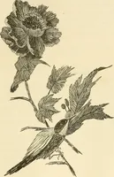 An illustration from Needle and brush: (1889)