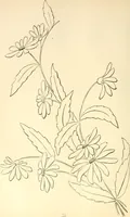 An illustration from Needle and brush: (1889)