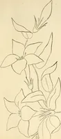 An illustration from Needle and brush: (1889)