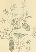 An illustration from Needle and brush: (1889)