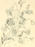 An illustration from Needle and brush: (1889)