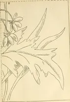 An illustration from Needle and brush: (1889)