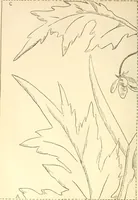 An illustration from Needle and brush: (1889)