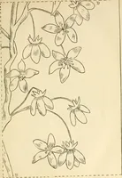 An illustration from Needle and brush: (1889)