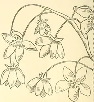 An illustration from Needle and brush: (1889)