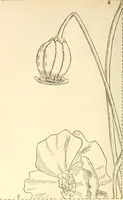 An illustration from Needle and brush: (1889)