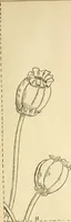 An illustration from Needle and brush: (1889)