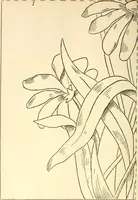 An illustration from Needle and brush: (1889)