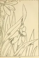 An illustration from Needle and brush: (1889)