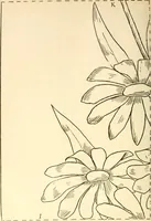 An illustration from Needle and brush: (1889)