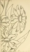 An illustration from Needle and brush: (1889)