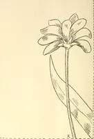 An illustration from Needle and brush: (1889)
