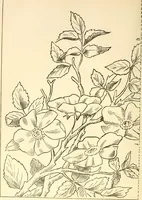 An illustration from Needle and brush: (1889)