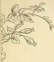 An illustration from Needle and brush: (1889)