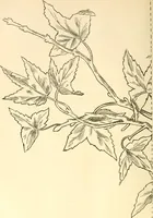 An illustration from Needle and brush: (1889)