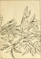 An illustration from Needle and brush: (1889)
