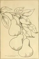 An illustration from Needle and brush: (1889)