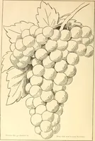 An illustration from Needle and brush: (1889)