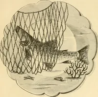 An illustration from Needle and brush: (1889)