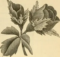 An illustration from Needle and brush: (1889)