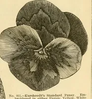An illustration from Needle and brush: (1889)
