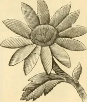An illustration from Needle and brush: (1889)