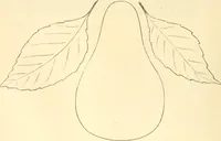 An illustration from Needle and brush: (1889)