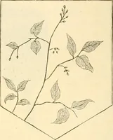 An illustration from Needle and brush: (1889)