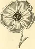 An illustration from Needle and brush: (1889)