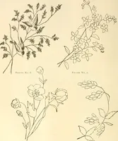An illustration from Needle and brush: (1889)