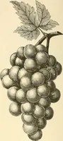 An illustration from Needle and brush: (1889)