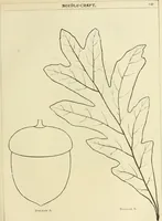 An illustration from Needle-craft: artistic and practical (1889)