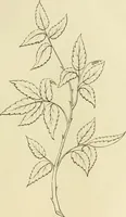 An illustration from Needle-craft: artistic and practical (1889)