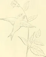 An illustration from Needle-craft: artistic and practical (1889)