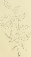 An illustration from Needle-craft: artistic and practical (1889)