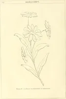 An illustration from Needle-craft: artistic and practical (1889)