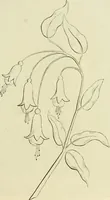 An illustration from Needle-craft: artistic and practical (1889)