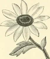 An illustration from Needle-craft: artistic and practical (1889)