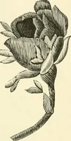 An illustration from Needle-craft: artistic and practical (1889)