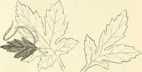 An illustration from Needle-craft: artistic and practical (1889)