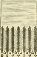 An illustration from Needle-craft: artistic and practical (1889)
