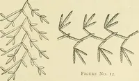 An illustration from Needle-craft: artistic and practical (1889)