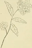 An illustration from Needle-craft: artistic and practical (1889)
