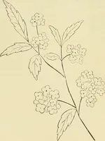 An illustration from Needle-craft: artistic and practical (1889)