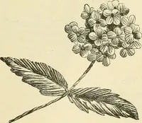 An illustration from Needle-craft: artistic and practical (1889)