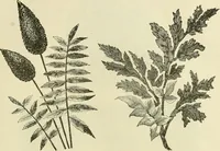 An illustration from Needle-craft: artistic and practical (1889)