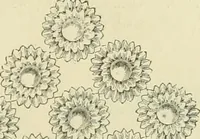An illustration from Needle-craft: artistic and practical (1889)