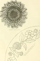 An illustration from Needle-craft: artistic and practical (1889)