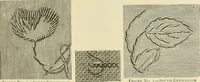 An illustration from Needle-craft: artistic and practical (1889)